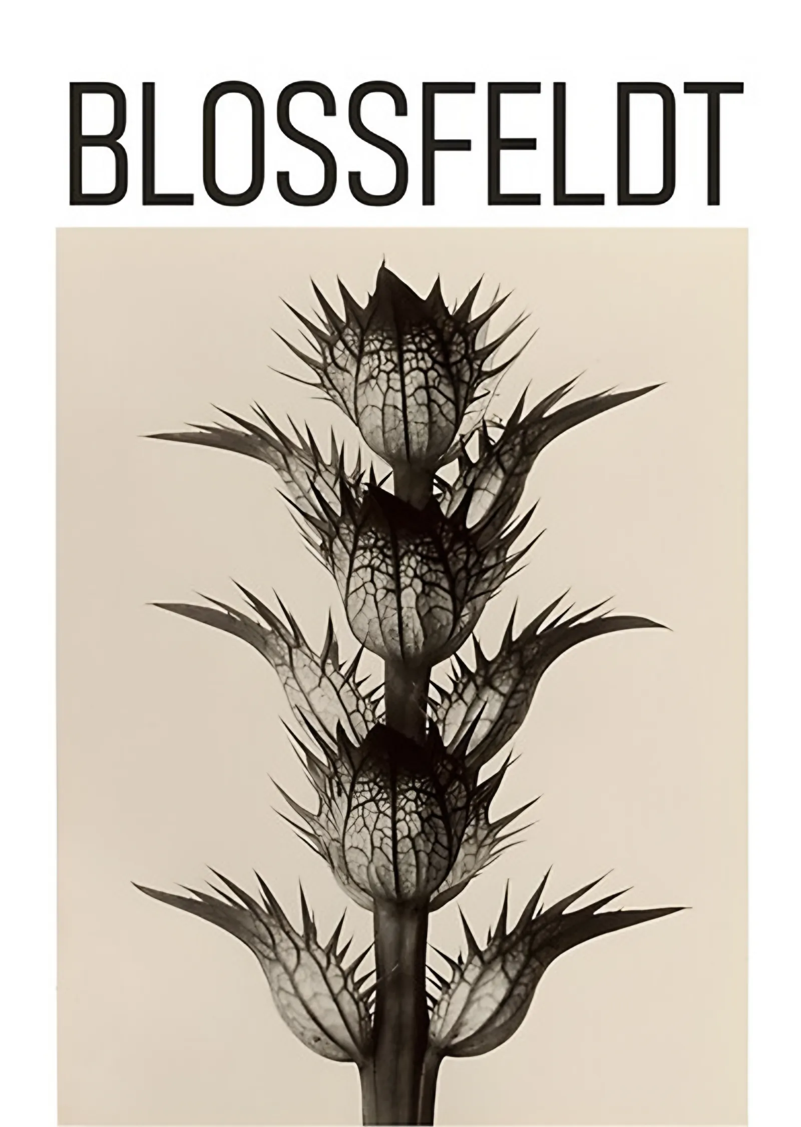 Bitki Formu - Karl Blossfeldt metal tablo
