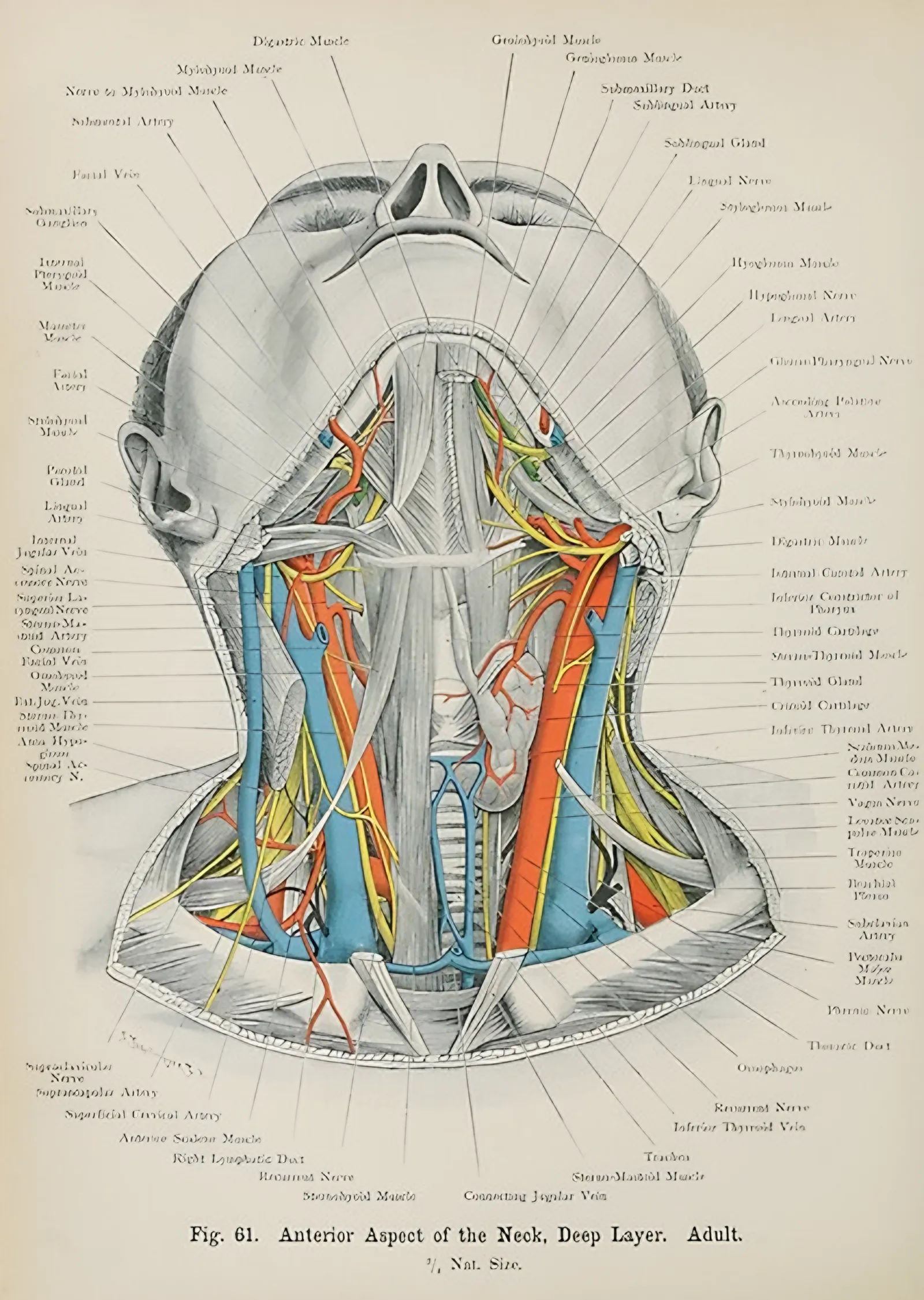 Boyun Anatomisi - Vintage Tıp Levhası metal tablo
