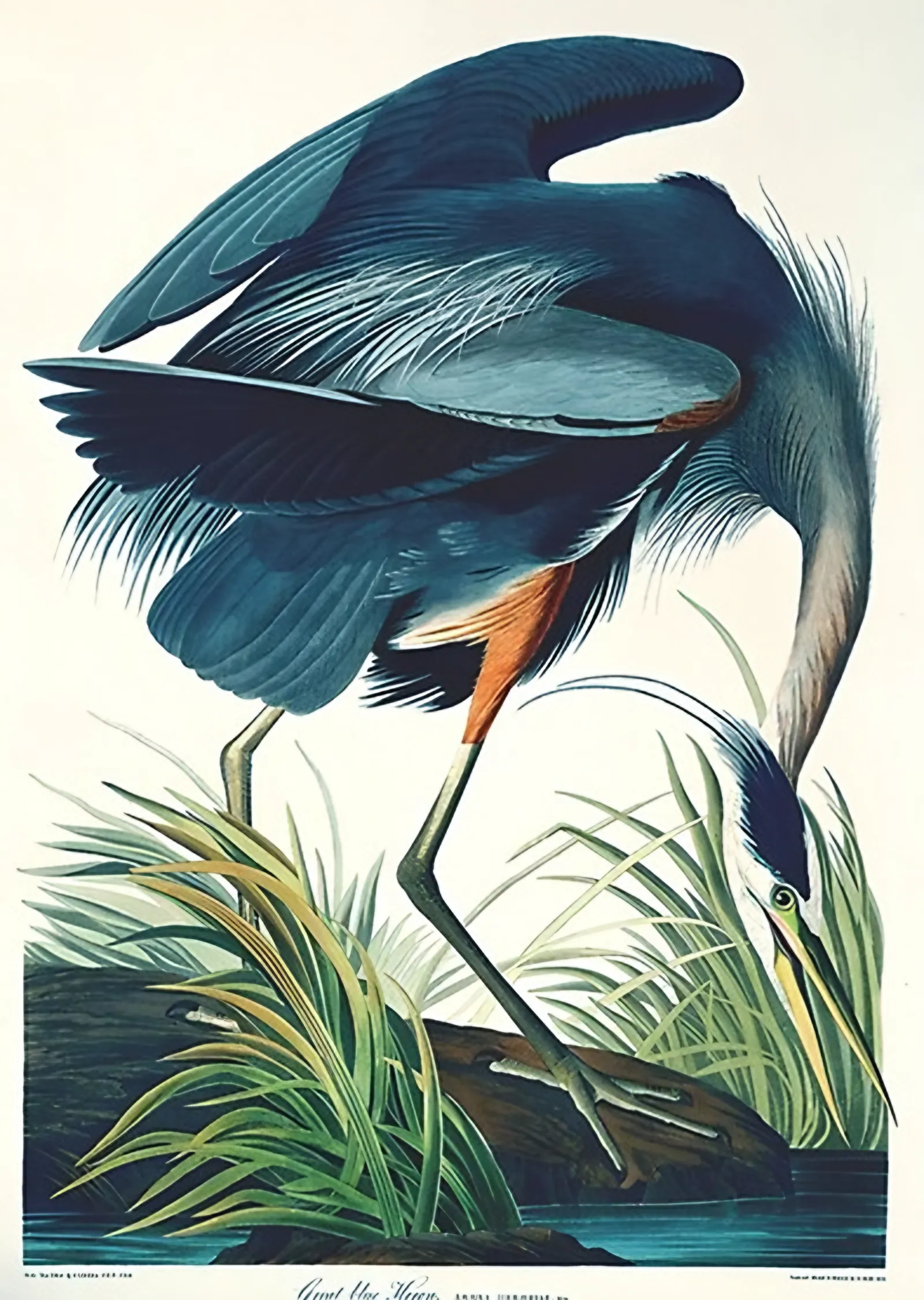 Büyük Mavi Balıkçıl - John James Audubon metal tablo