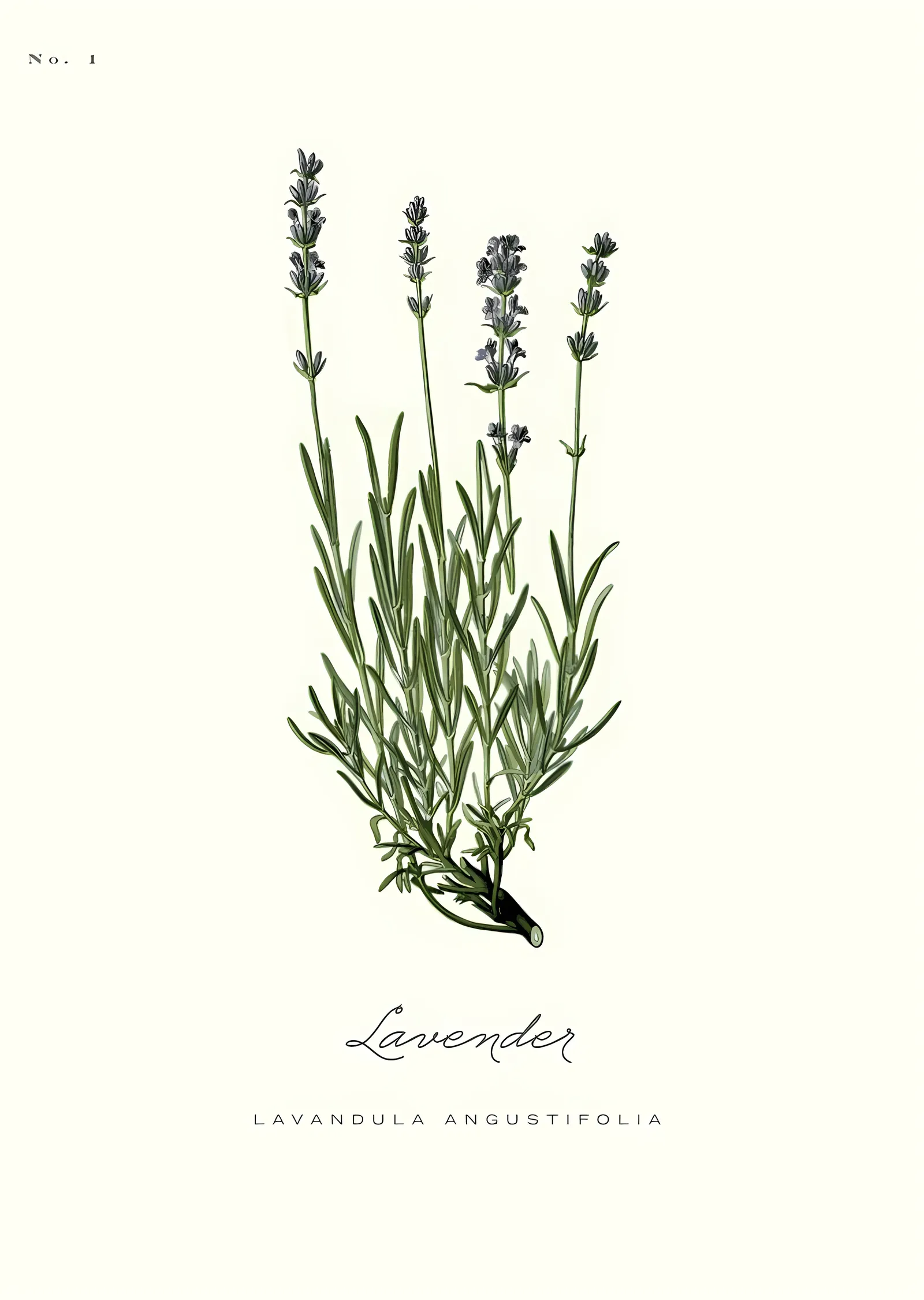 Lavandula Angustifolia: Lavanta Botanik Levhası metal tablo
