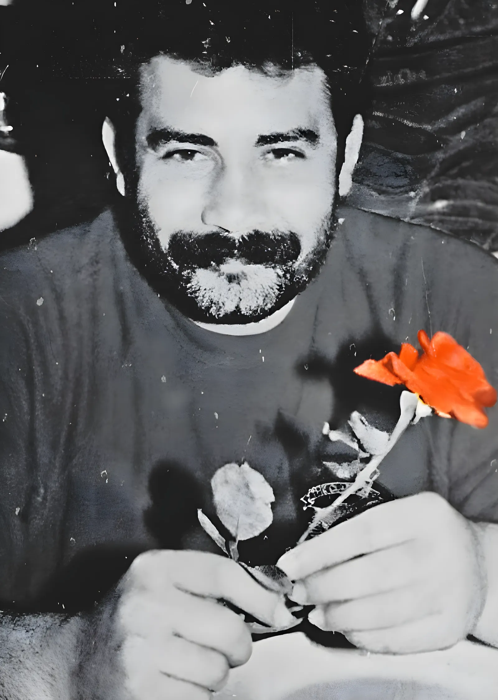 Ahmet Kaya - Kırmızı Gül metal tablo