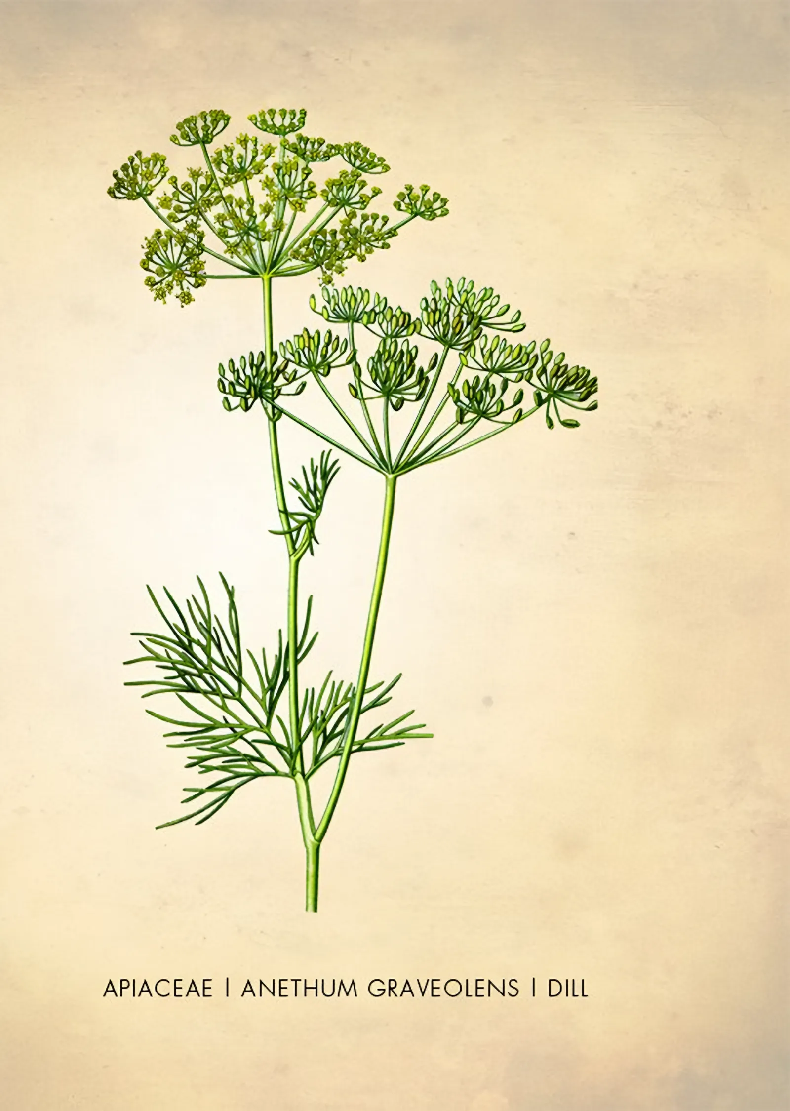 Anethum Graveolens: Dereotu Botanik Levhası metal tablo