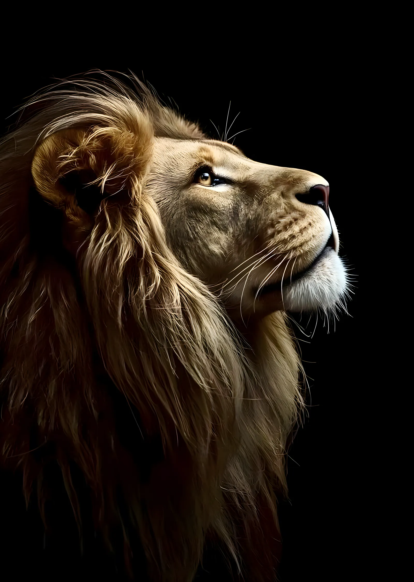 Aslan: Yüce Bakış metal tablo