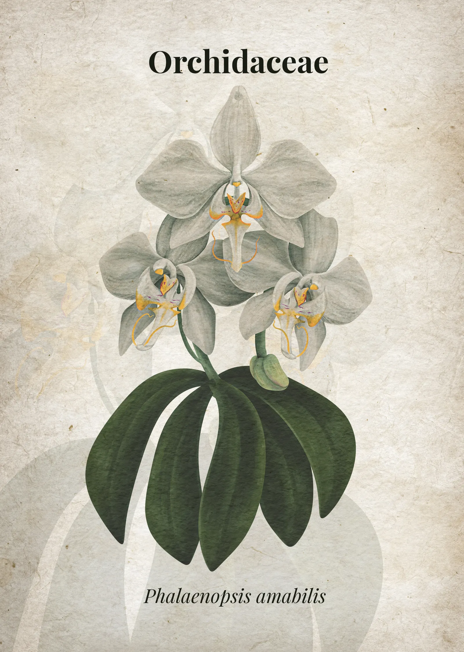 Phalaenopsis amabilis Orkide İllüstrasyonu metal tablo