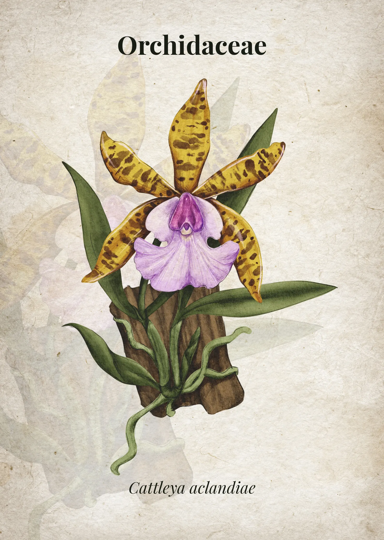 Cattleya Aclandiae Orkide İllüstrasyonu metal tablo
