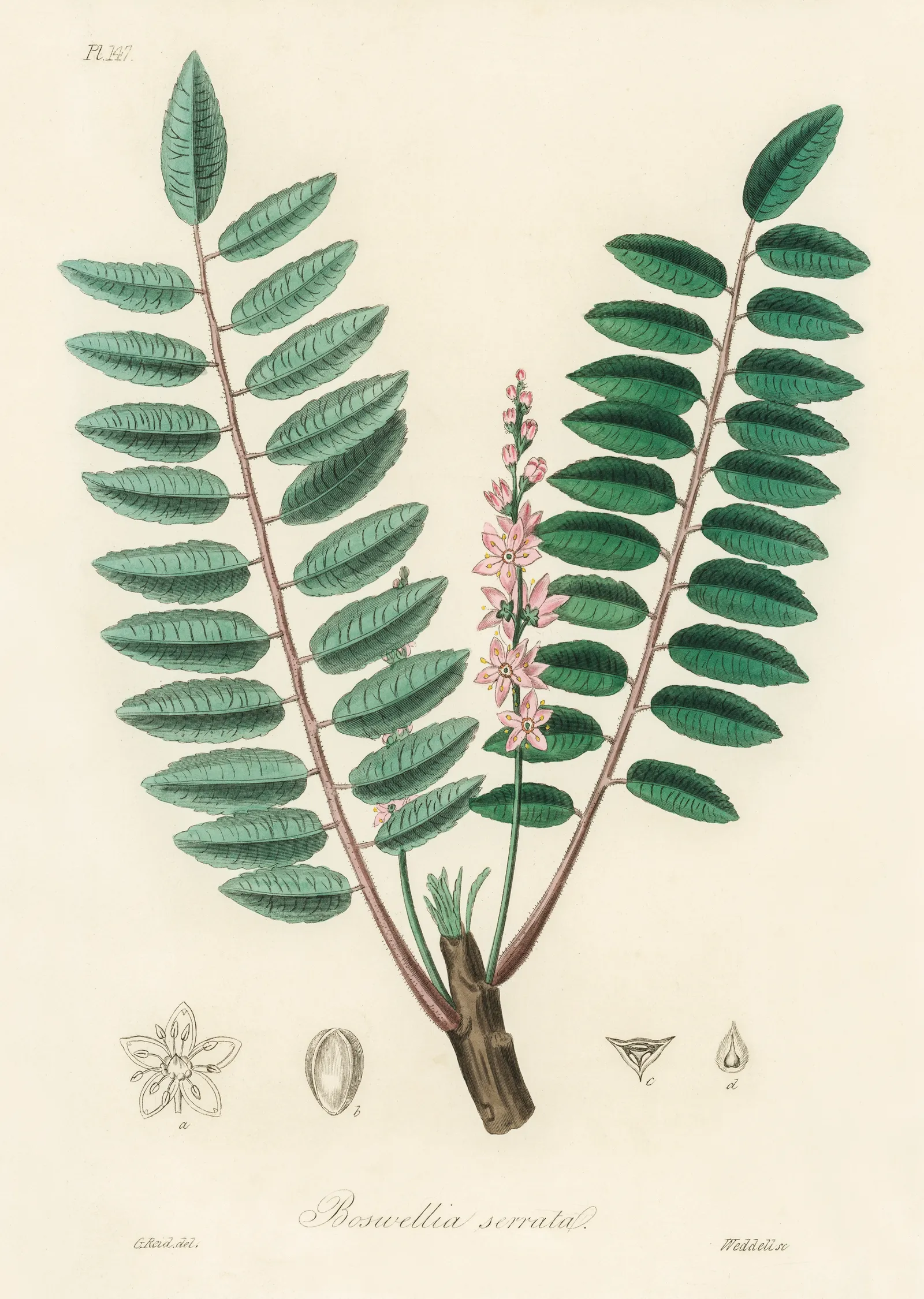 Boswellia Serrata Bitkisi Çizimi metal tablo