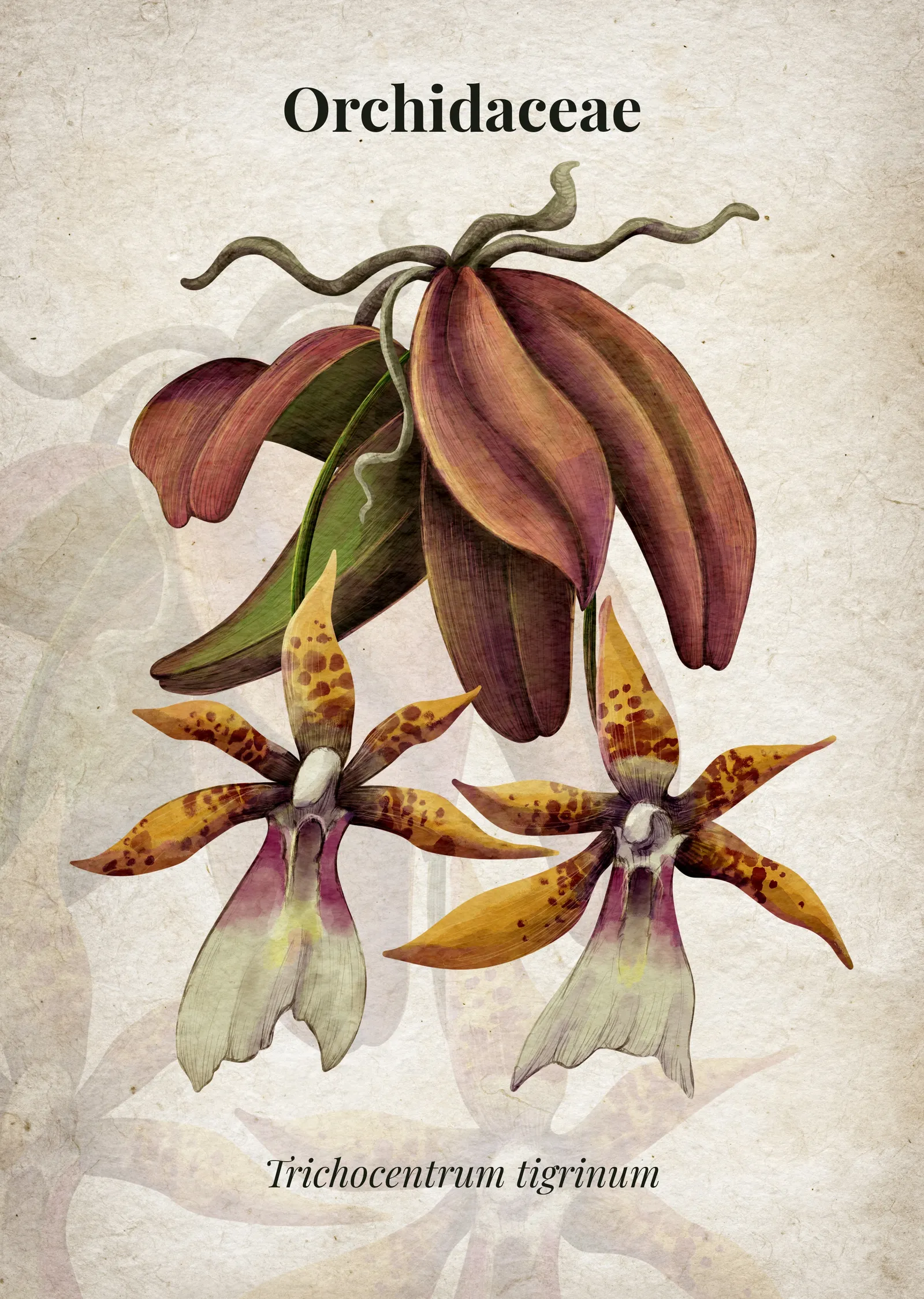 Trichocentrum tigrinum Orkide İllüstrasyonu metal tablo