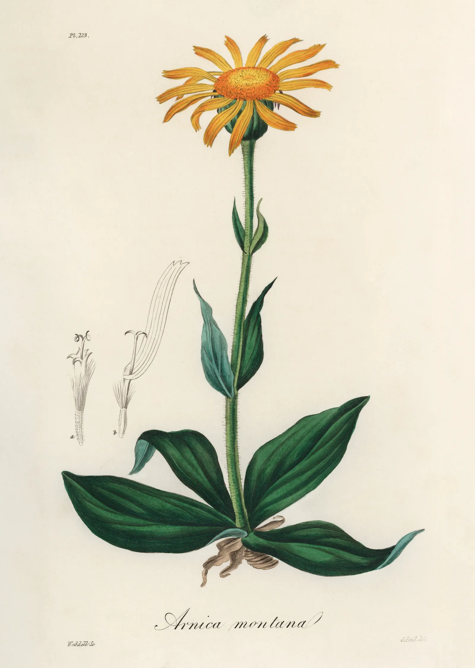 Arnica Montana Çiçeği Çizimi metal tablo