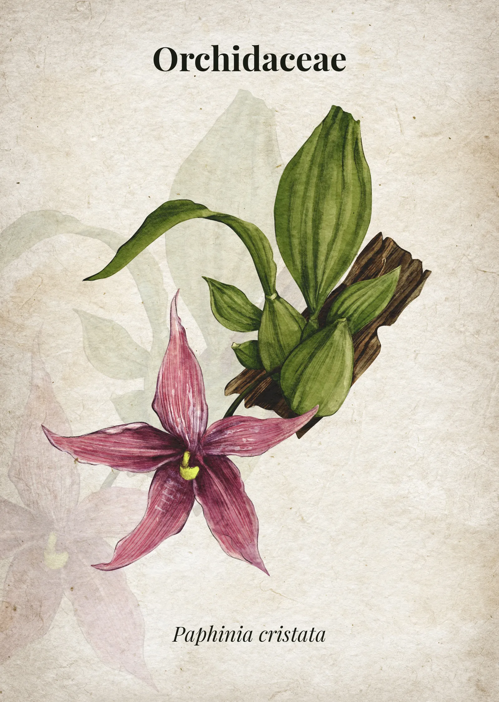 Paphinia cristata Orkide İllüstrasyonu metal tablo