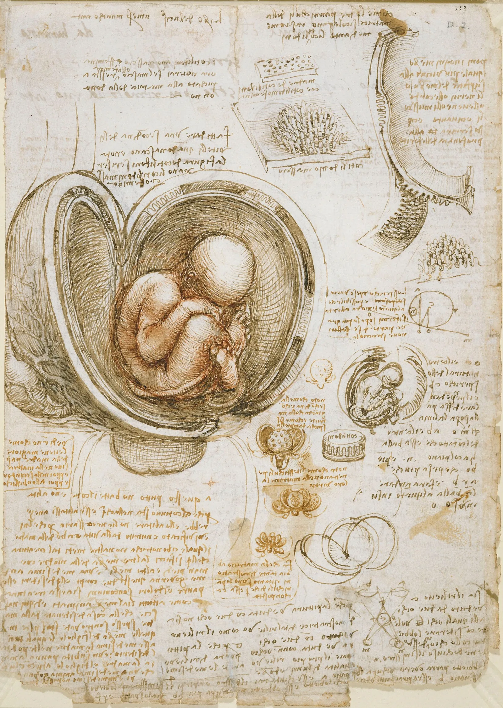 Rahimdeki Fetus Çalışmaları - Leonardo da Vinci metal tablo