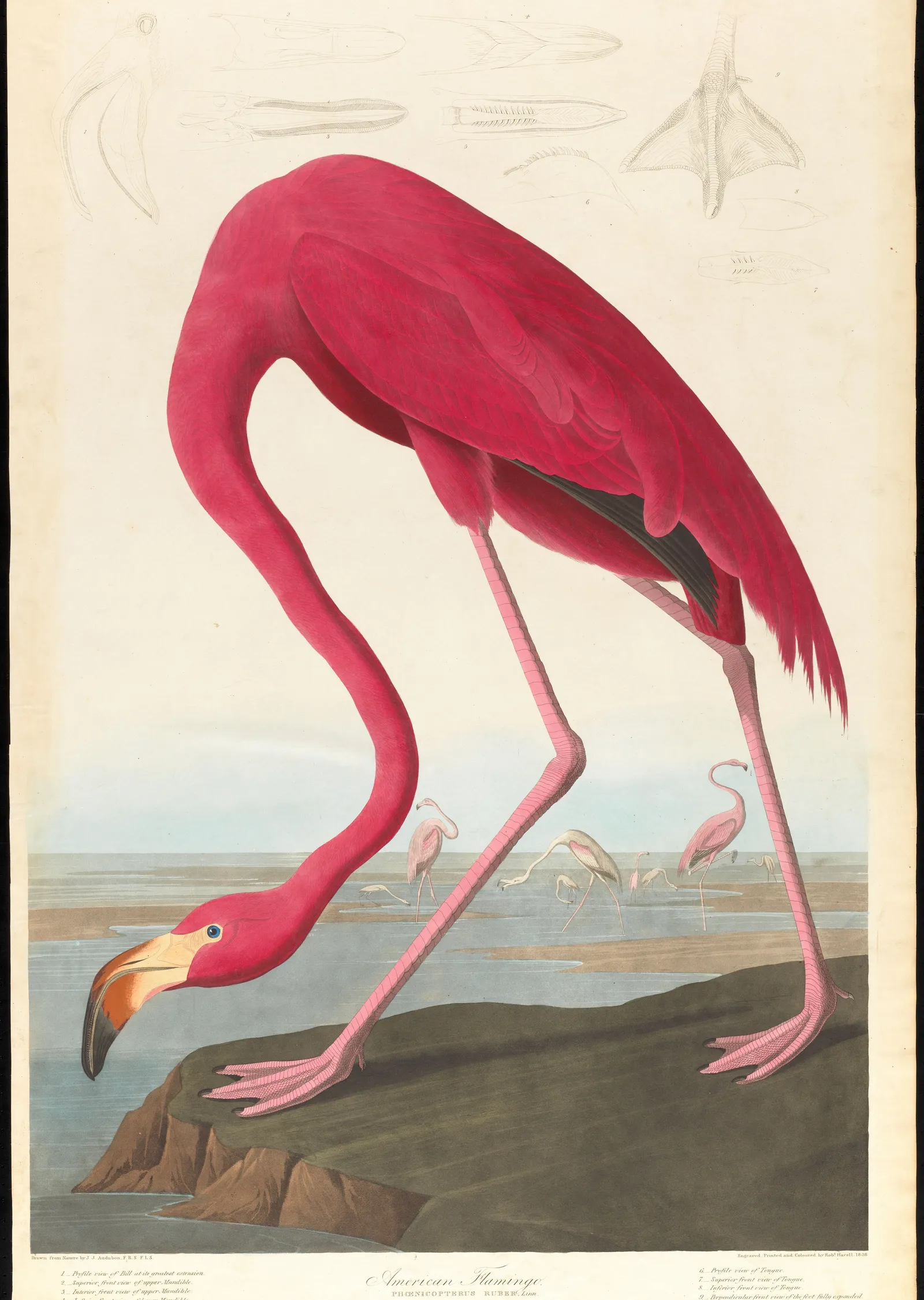 Amerikan Flamingosu metal tablo