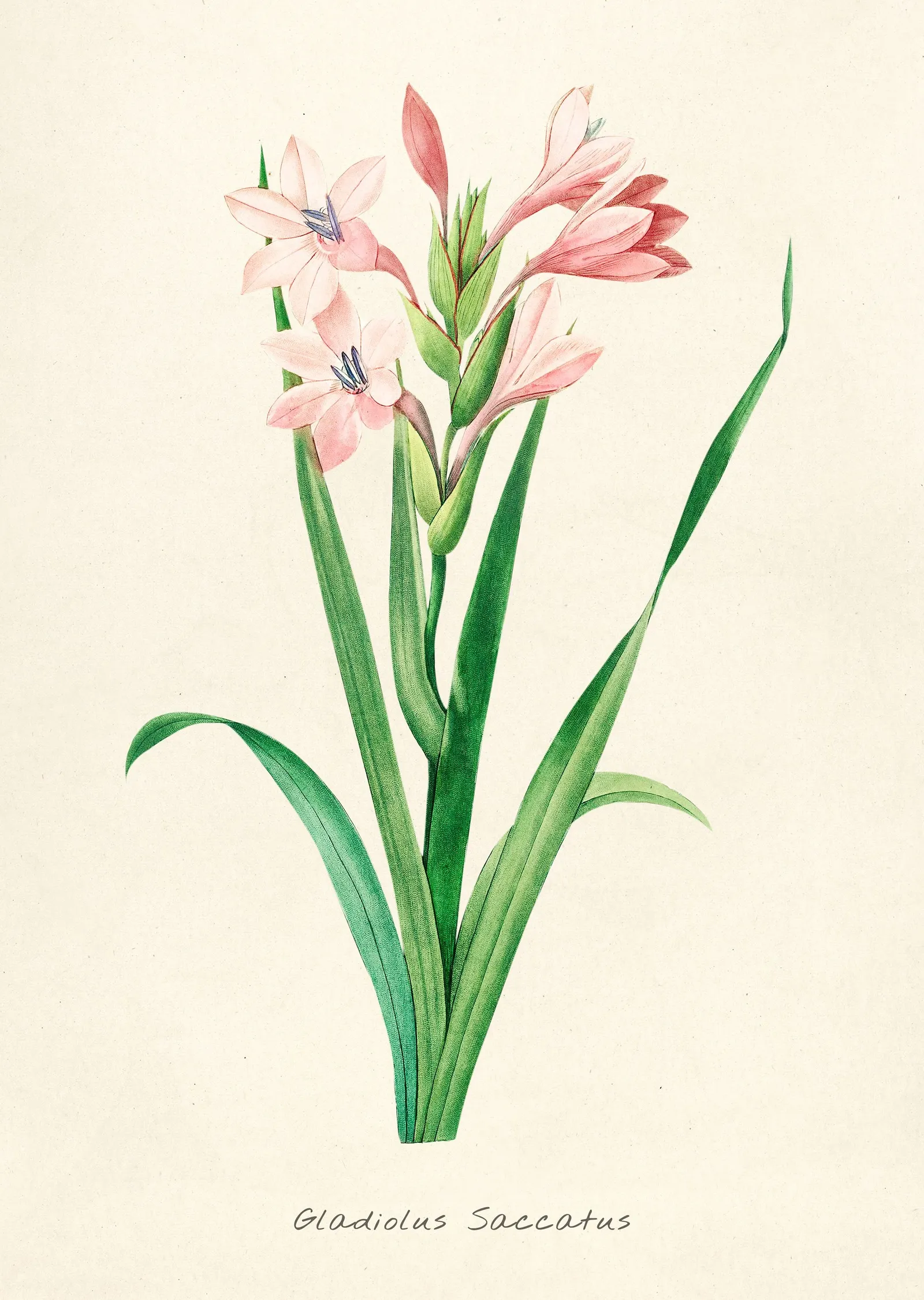 Pembe Çiçekli Gladiolus Saccatus İllüstrasyonu metal tablo