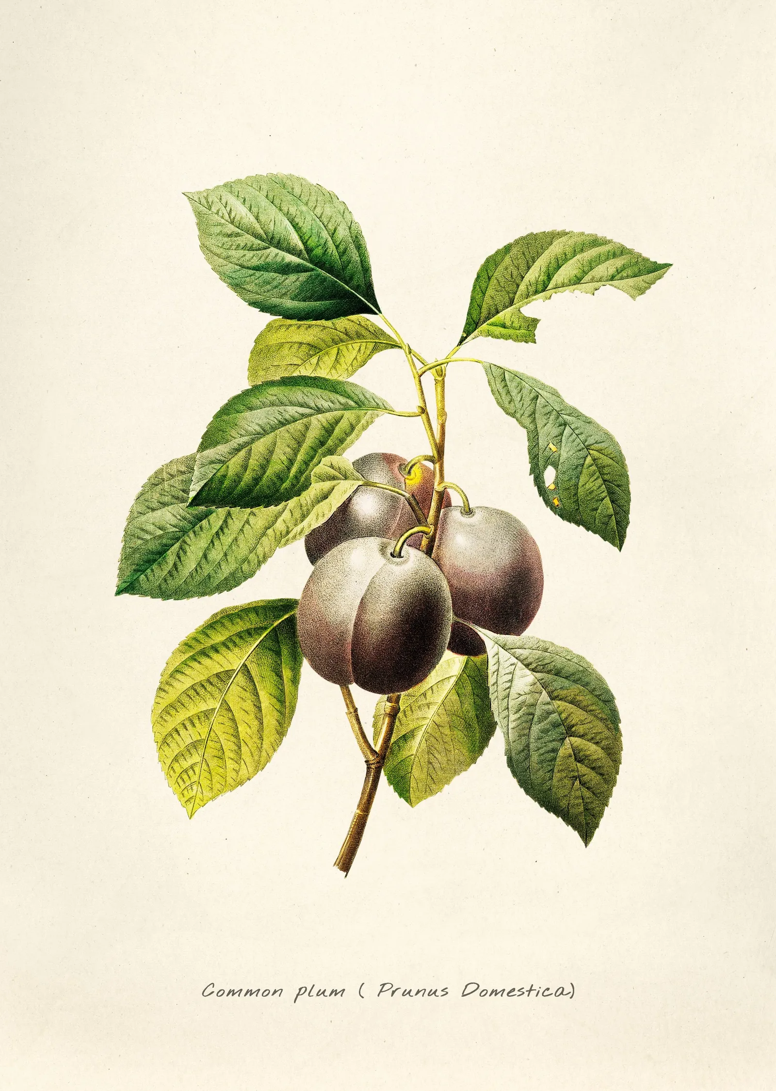 Erik Dalı İllüstrasyonu (Prunus Domestica) metal tablo