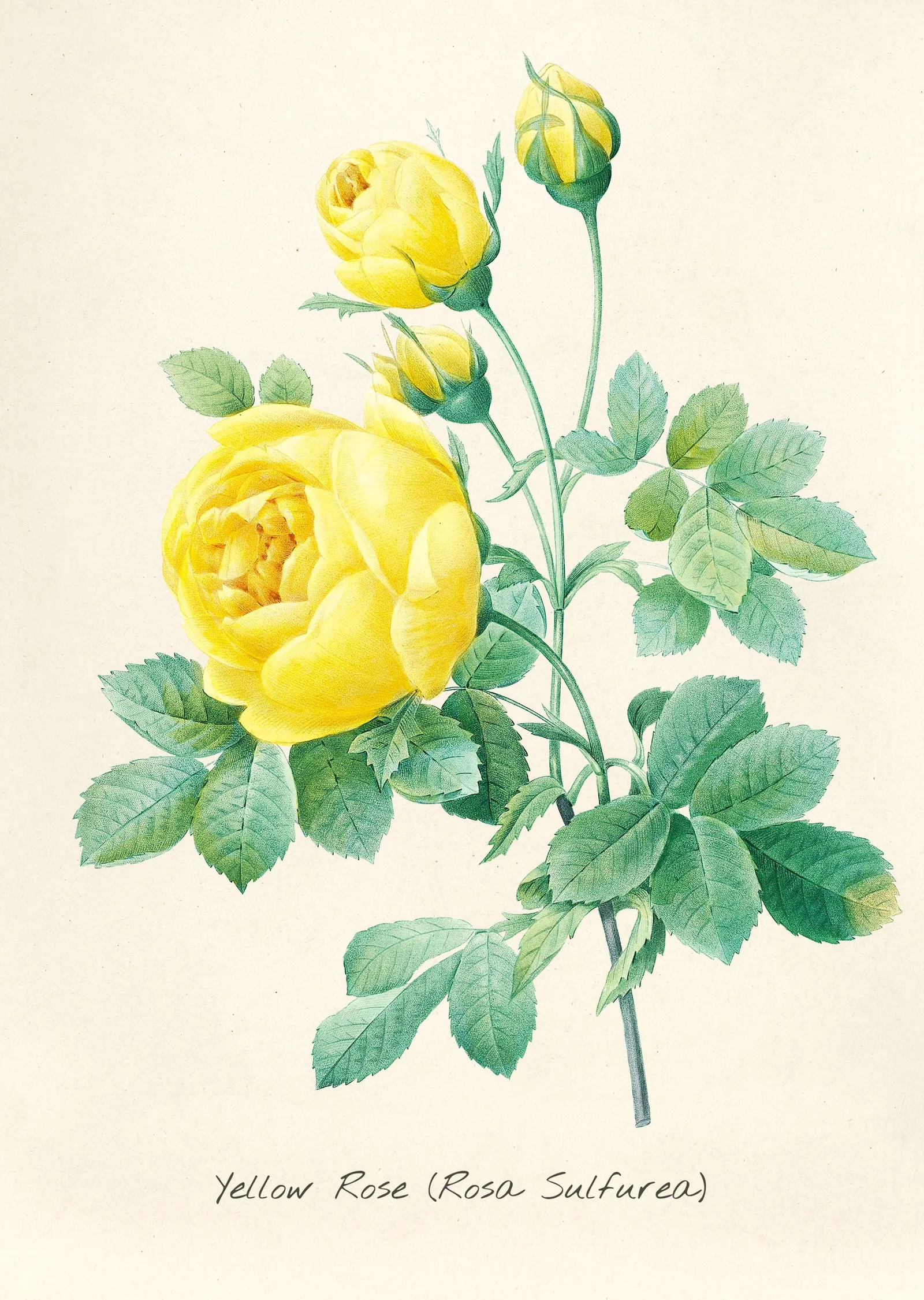 Sarı Gül - Rosa Sulfurea, Pierre-Joseph Redouté metal tablo