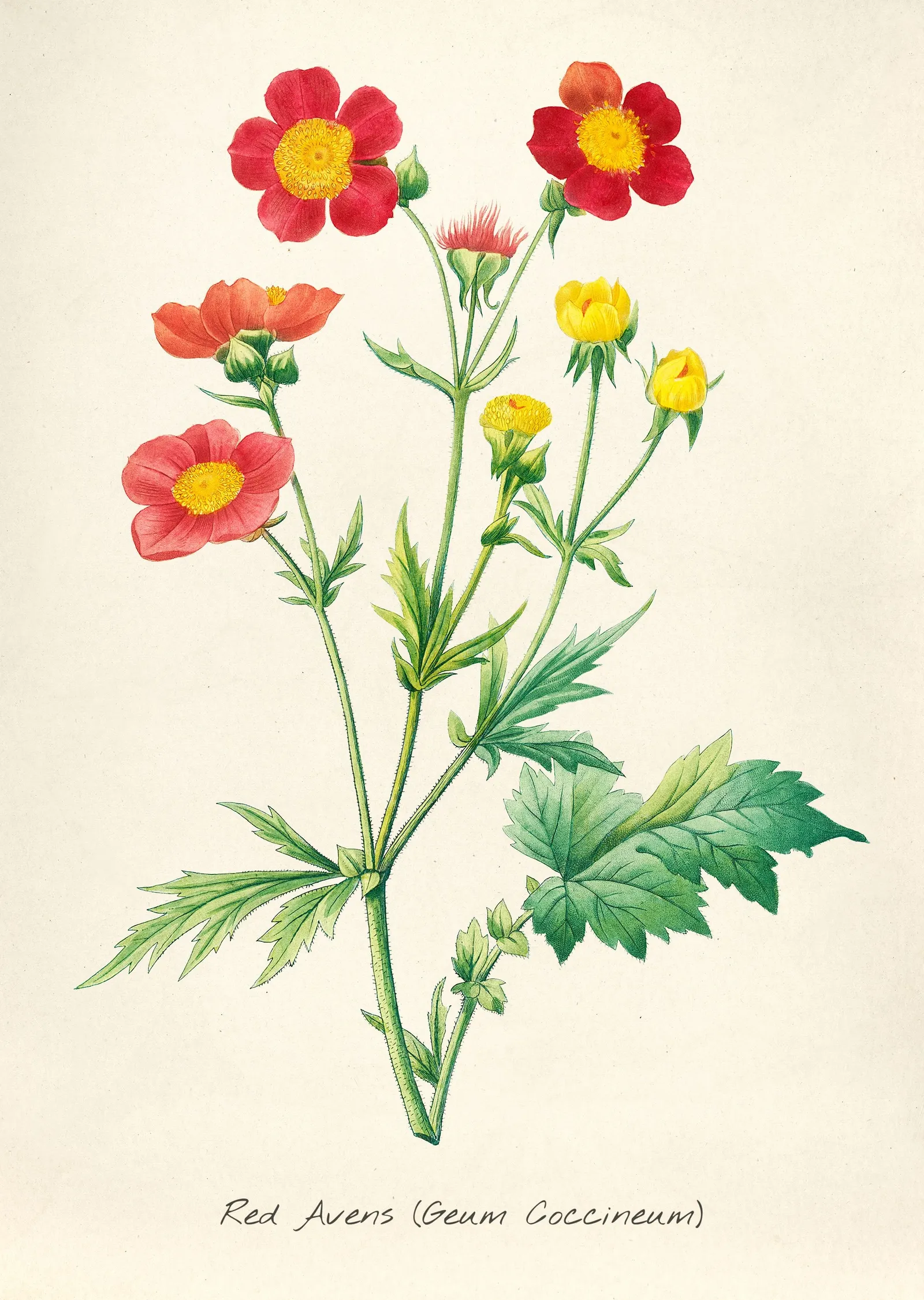 Kırmızı Avens Çiçek İllüstrasyonu - Geum Coccineum metal tablo