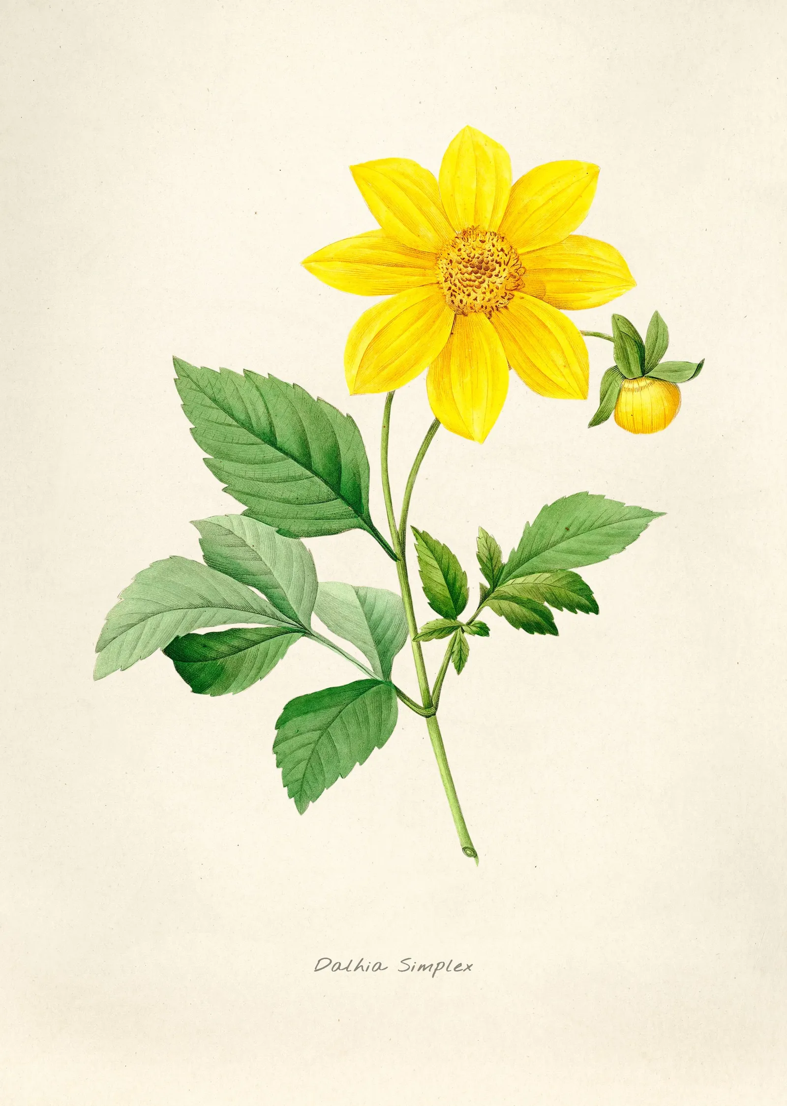 Sarı Yıldız Çiçeği (Dahlia) İllüstrasyonu metal tablo