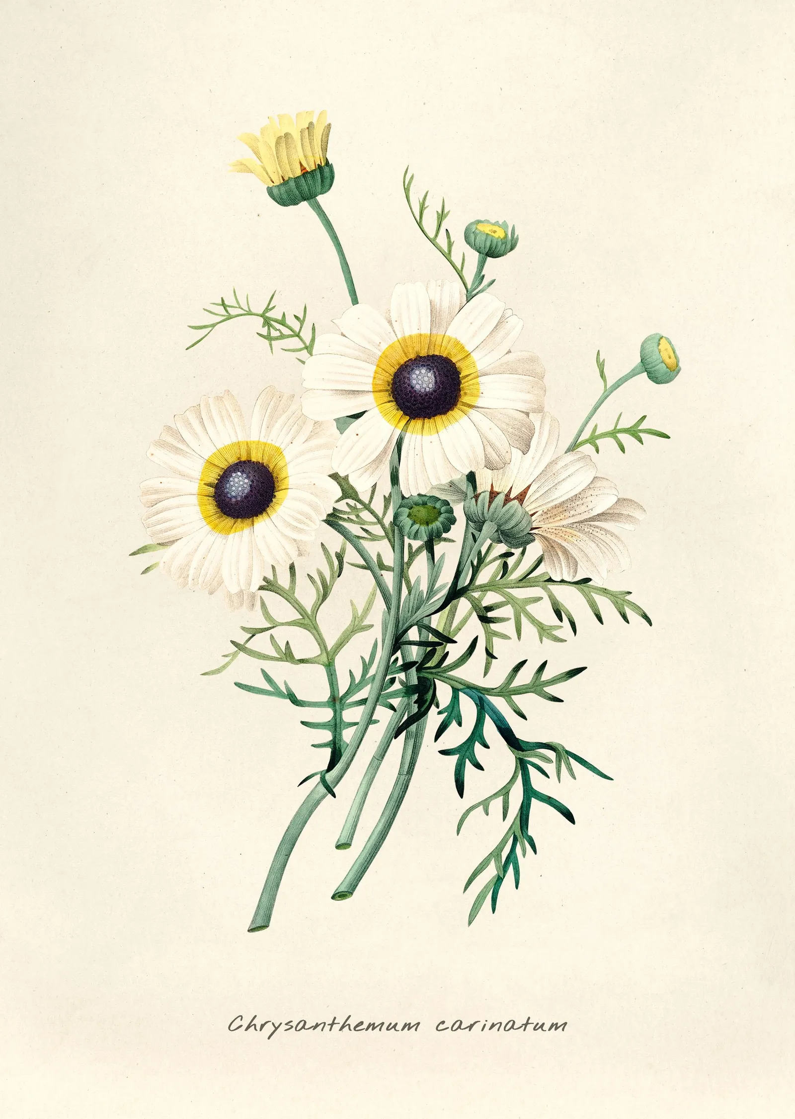 Beyaz Çiçekli Bitki İllüstrasyonu - Chrysanthemum carinatum metal tablo