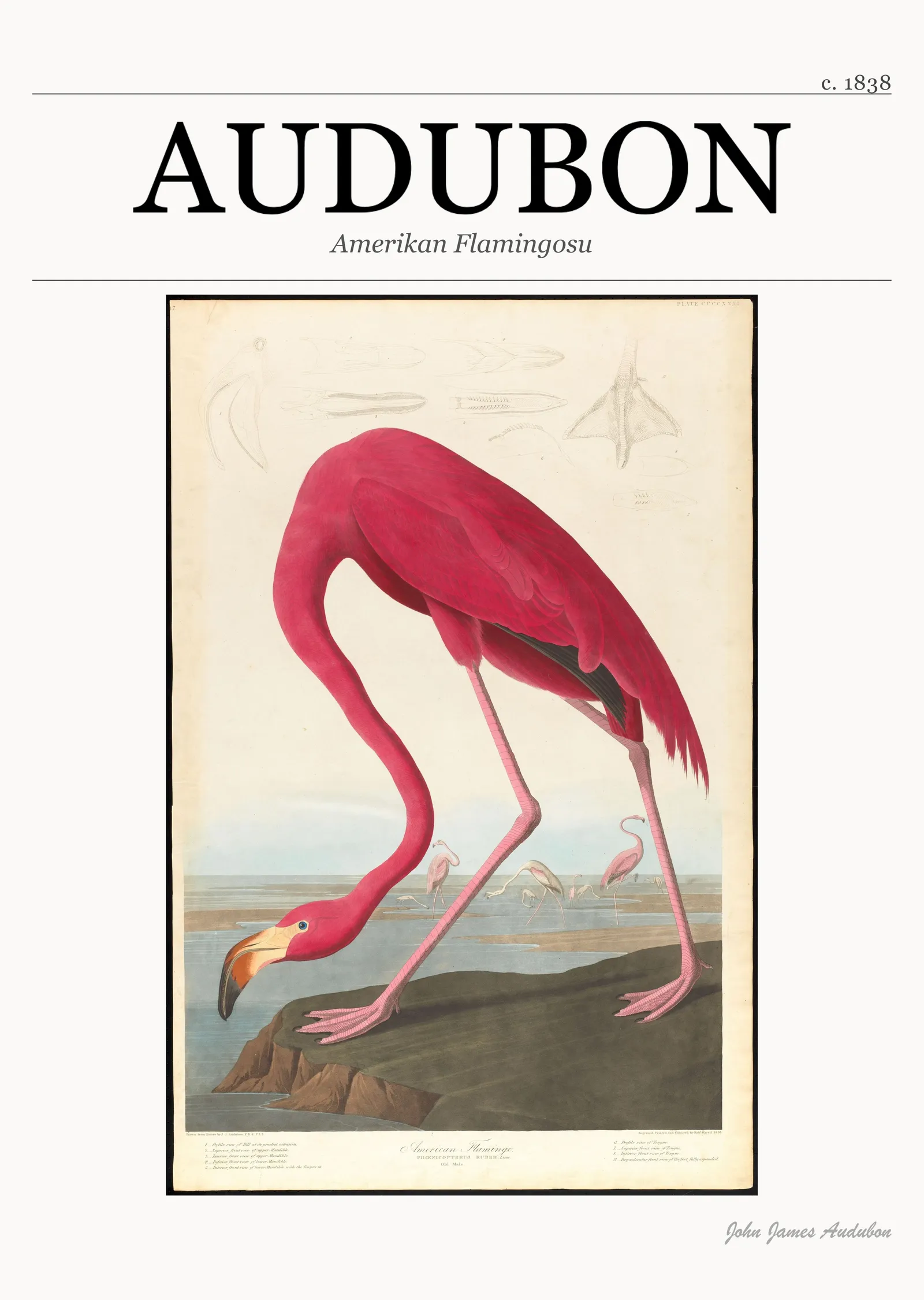 Amerikan Flamingosu - John James Audubon metal tablo