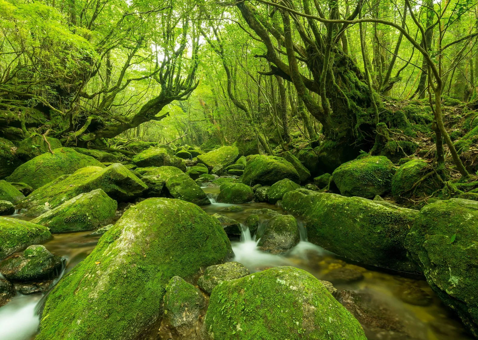 Yakushima Yosunlu Orman Deresi metal tablo