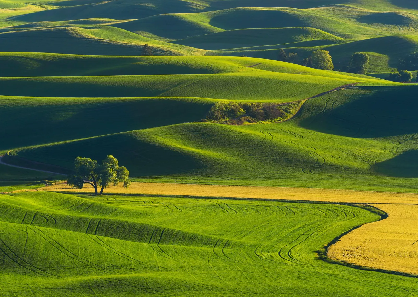 Palouse Tepeleri: Yeşilin Sonsuz Tonları metal tablo