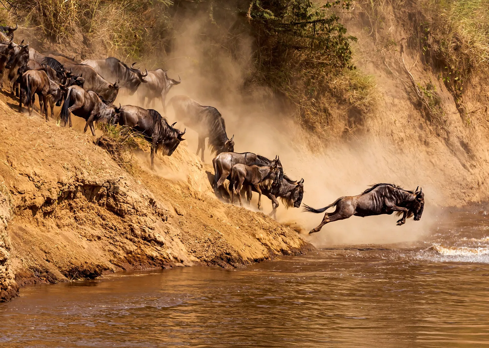 Vahşi Göç: Wildebeest'ler Nehir Geçişi metal tablo