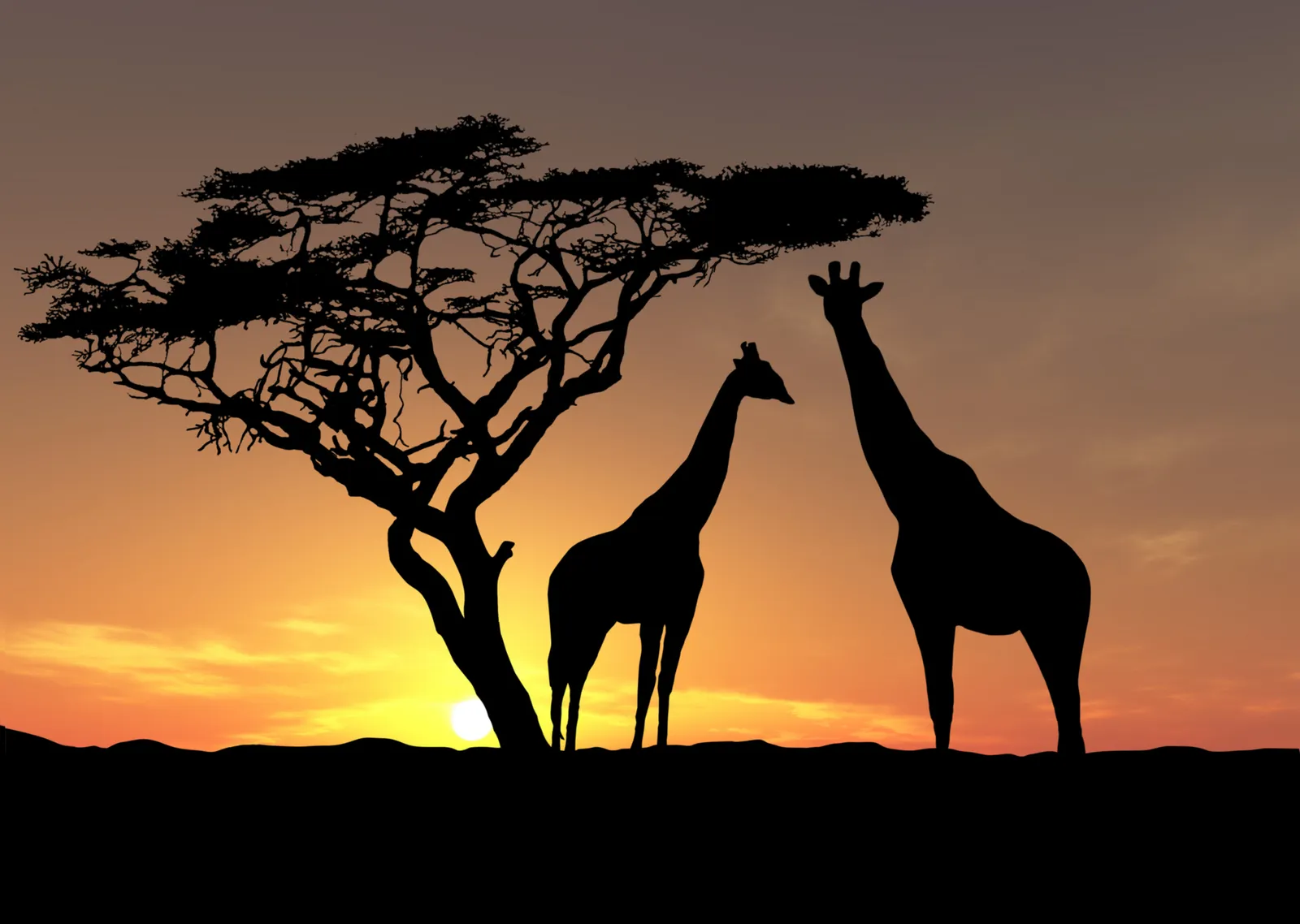 Afrika Gün Batımında Zürafalar metal tablo