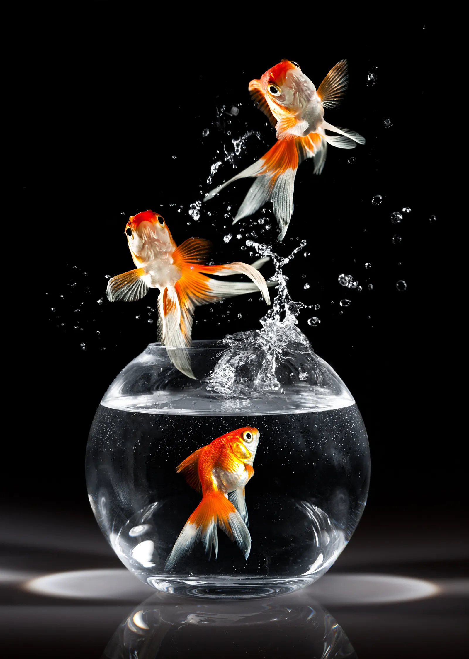 Goldfish'in Uçuşu metal tablo