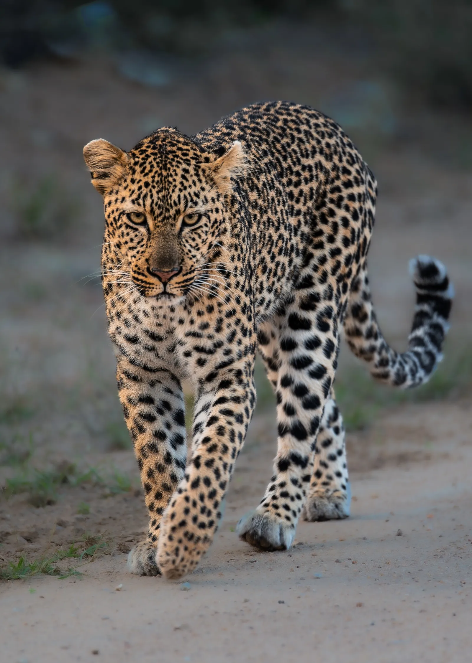 Günün Sesi (Leopar) metal tablo