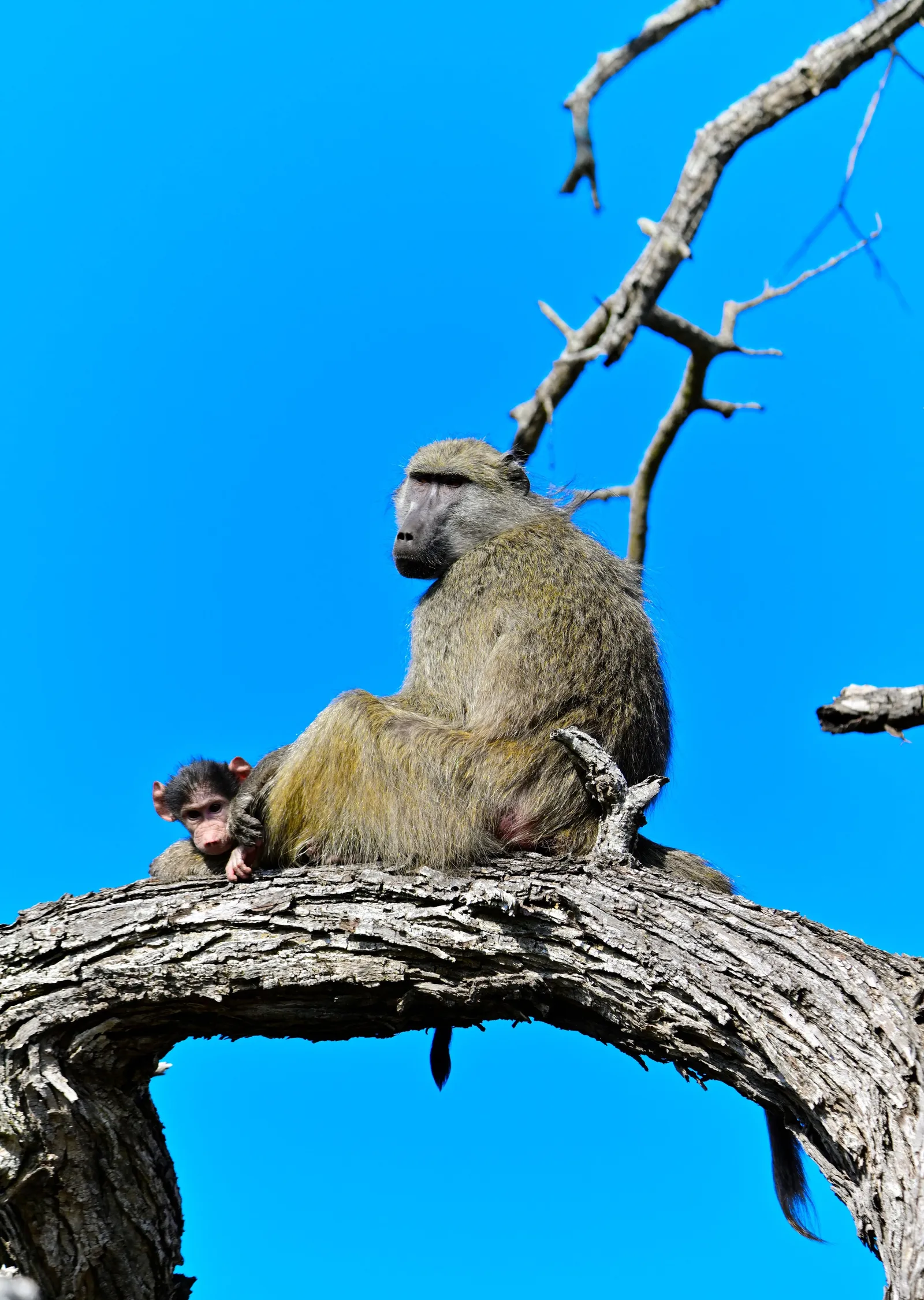 Ağaç Dalında Babun metal tablo