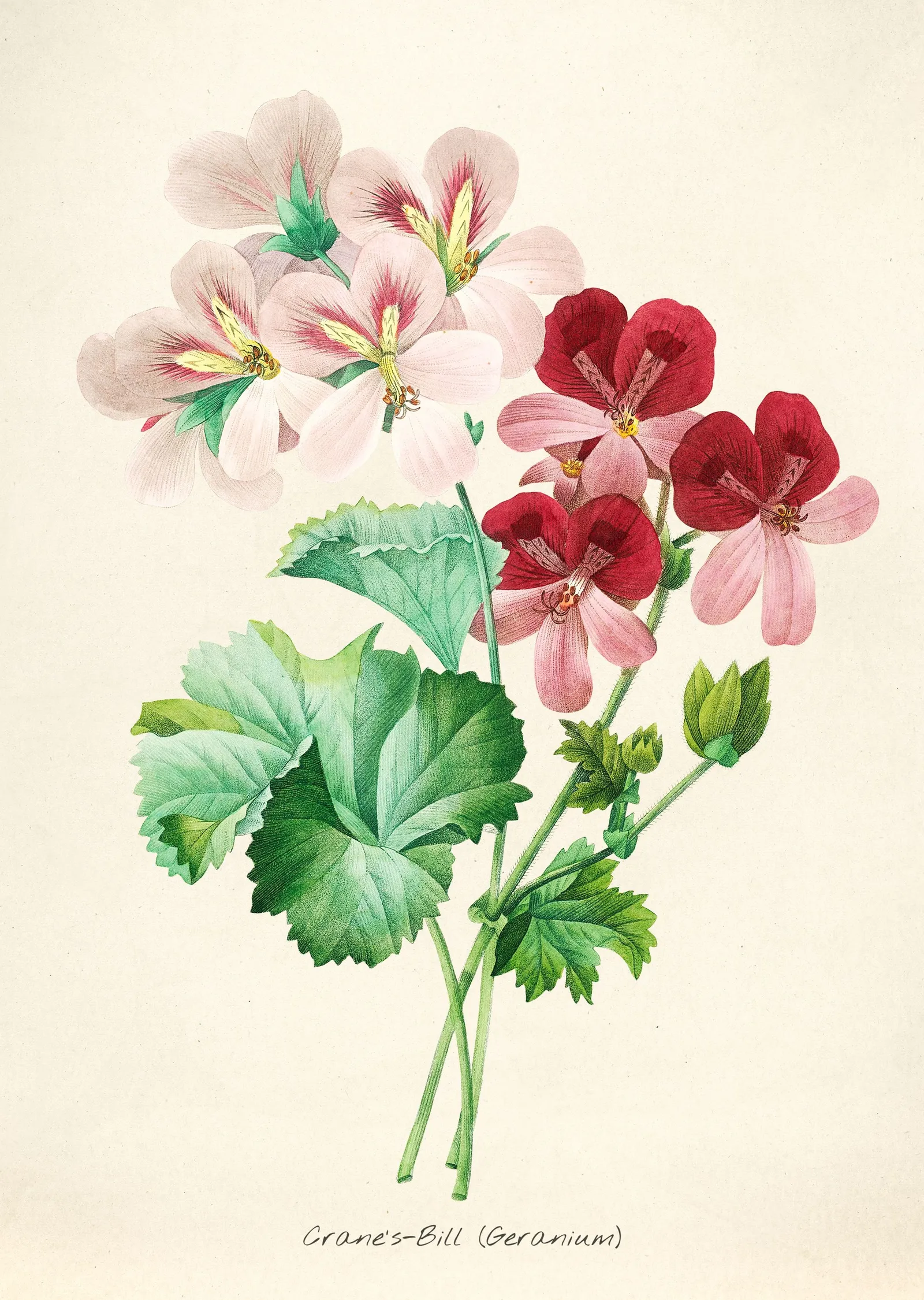 Pembe ve Kırmızı Çiçekli Geranium İllüstrasyonu metal tablo