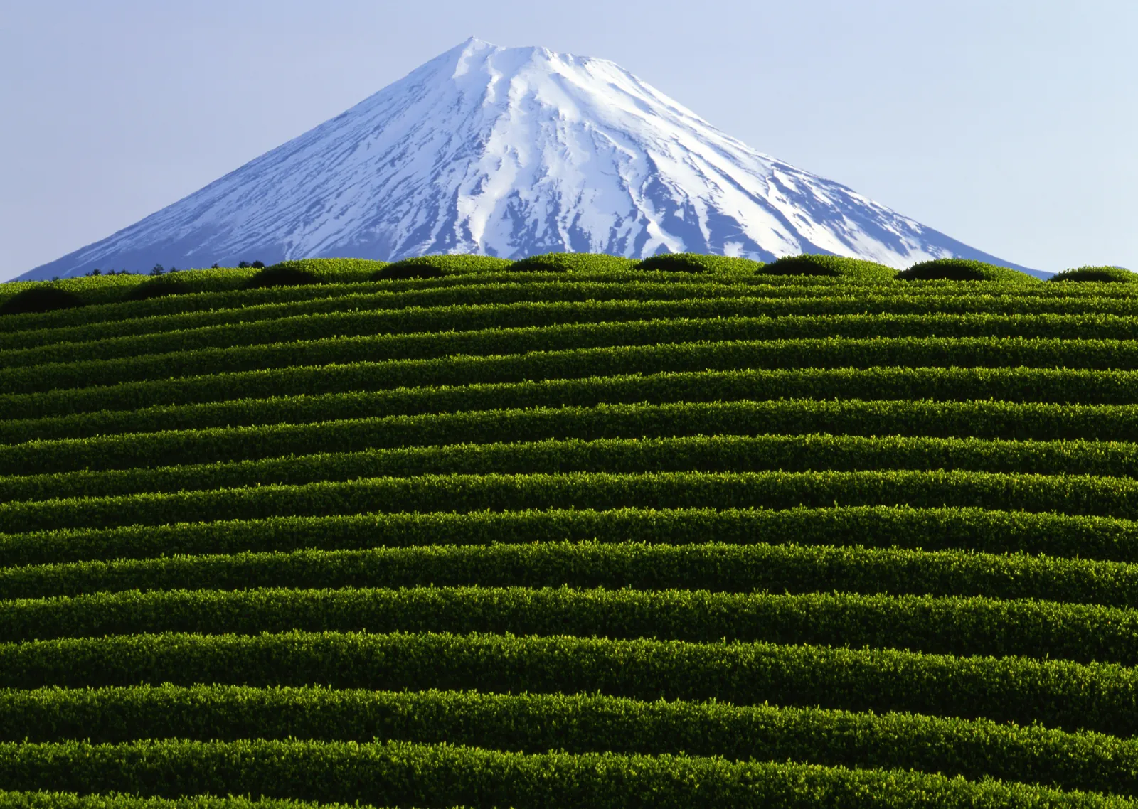 Fuji Dağı ve Çay Tarlaları metal tablo