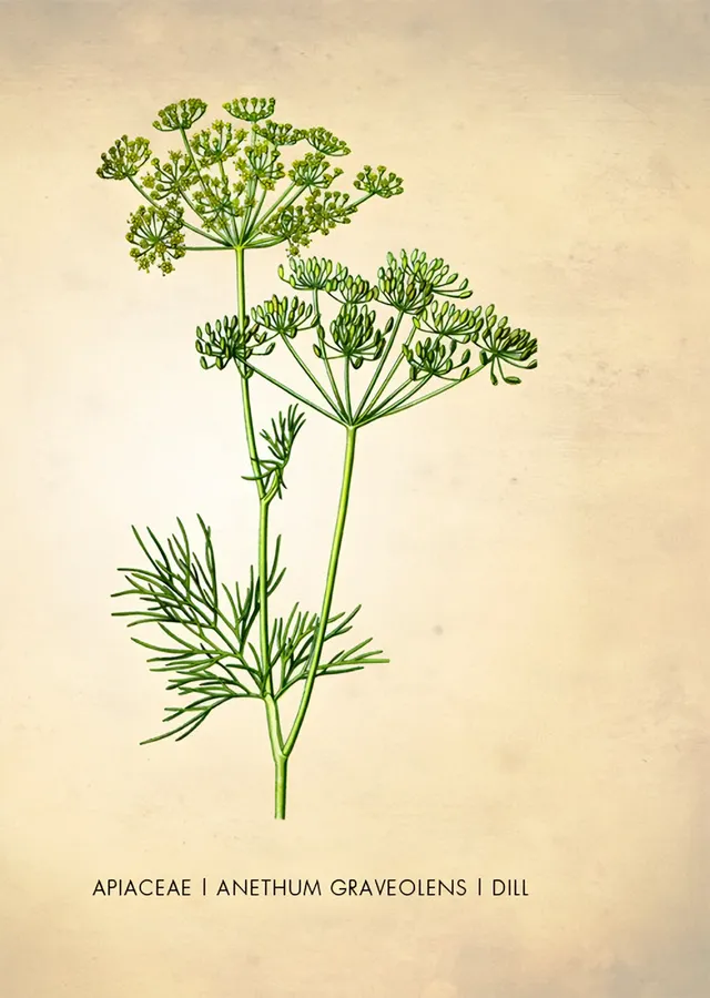 Anethum Graveolens: Dereotu Botanik Levhası metal tablo