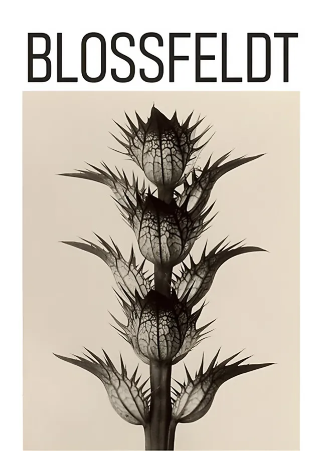 Bitki Formu - Karl Blossfeldt metal tablo