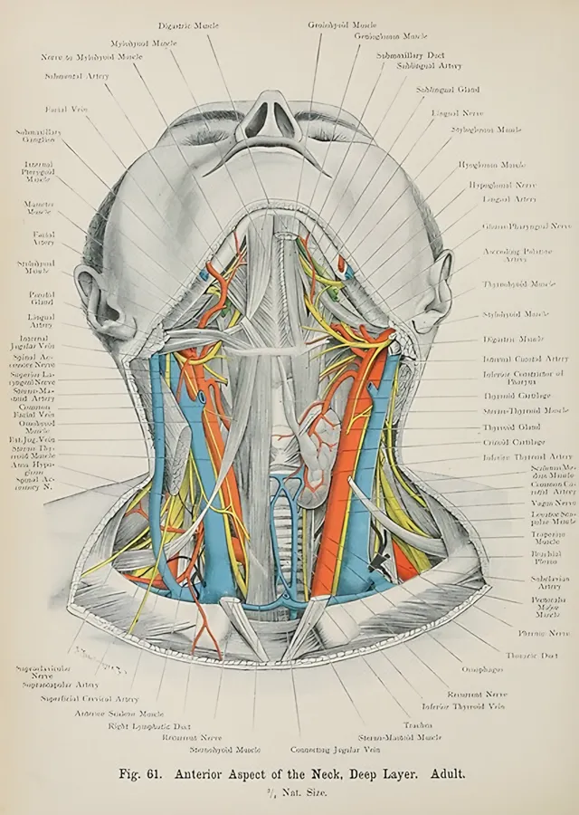 Boyun Anatomisi - Vintage Tıp Levhası metal tablo