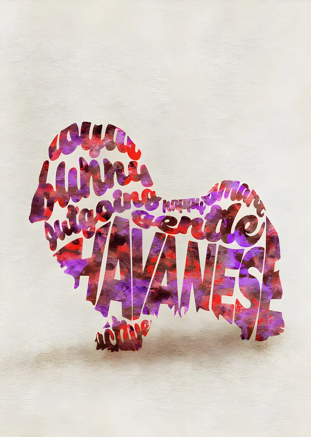 Havanese - Tipografi metal tablo