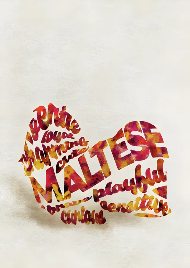 Maltese - Tipografi metal tablo