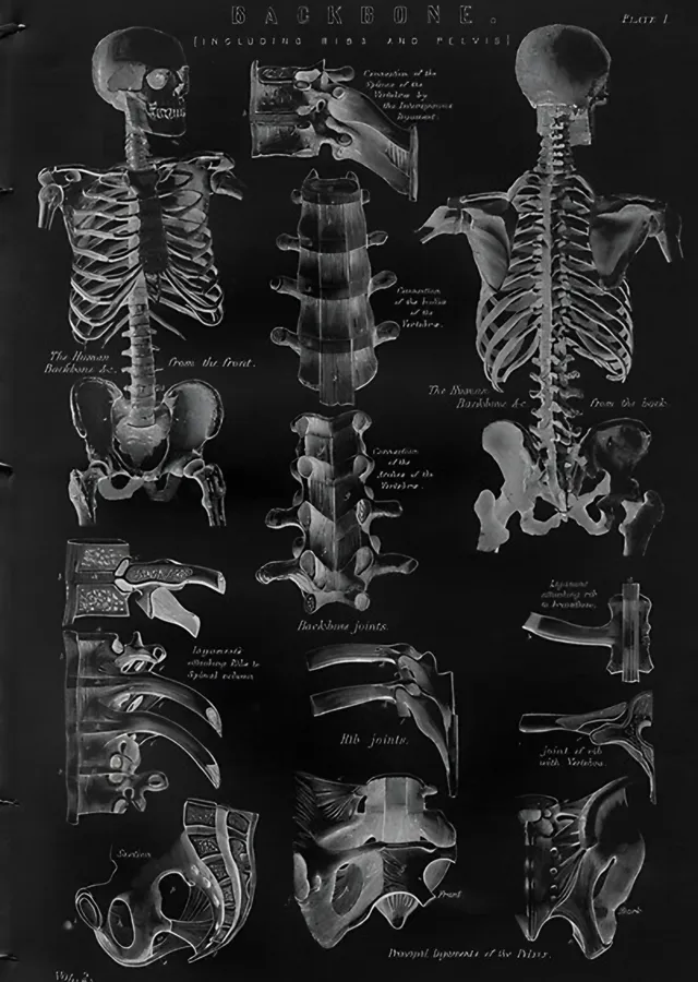 Omurga Anatomisi - Vintage Anatomi Levhası metal tablo