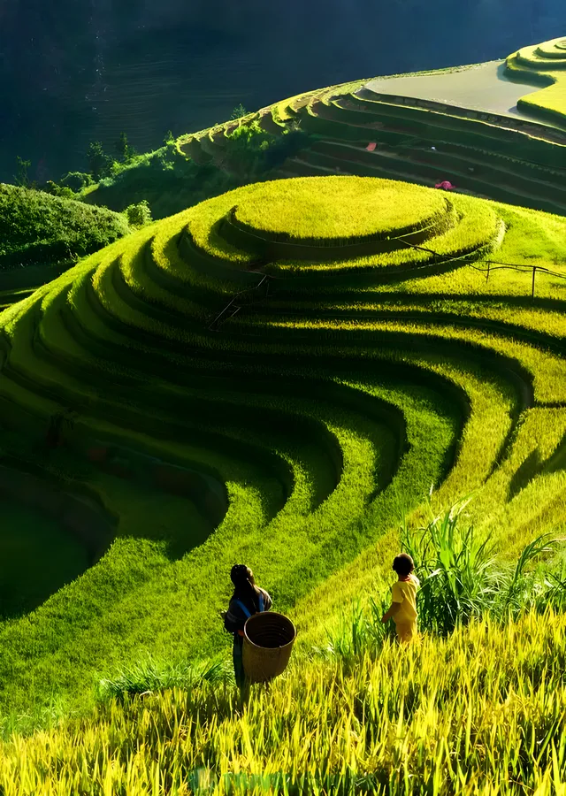 Pirinç Tarlaları: Güneş Işığı Altında Tarım metal tablo