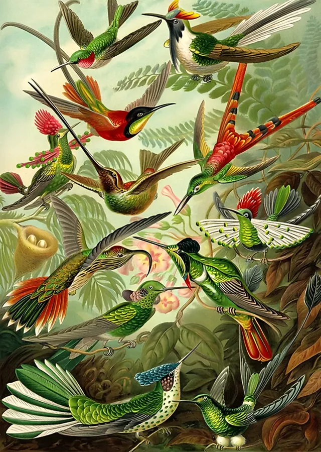 Sinekkuşları - Ernst Haeckel metal tablo