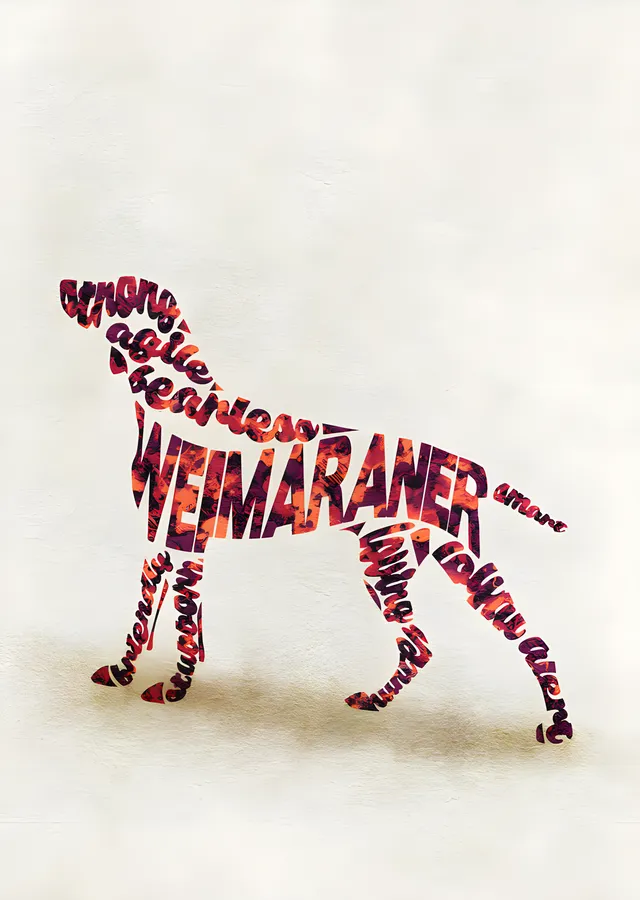 Weimaraner - Tipografi metal tablo