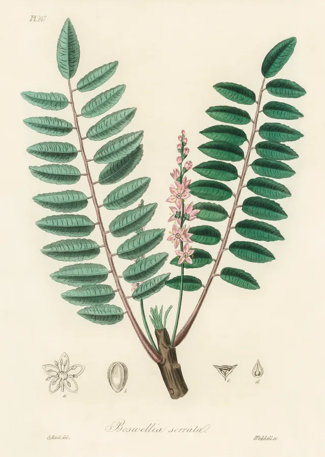 Boswellia Serrata Bitkisi Çizimi metal tablo