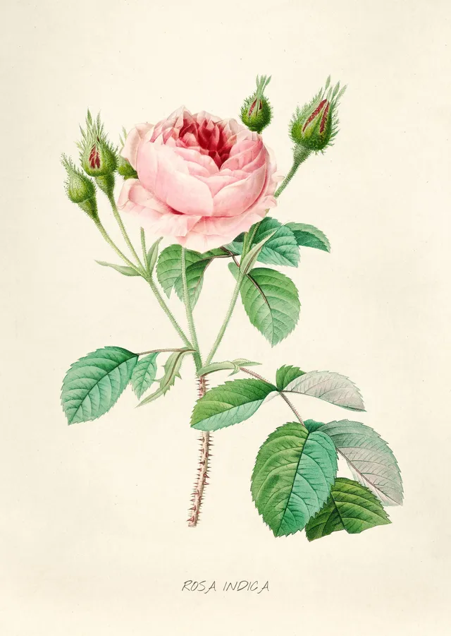 Pembe Gül Çiçeği - Rosa Indica - Pierre-Joseph Redouté metal tablo