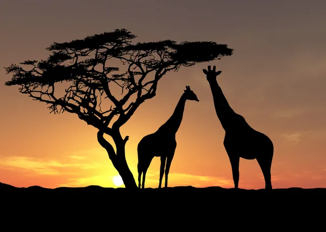 Afrika Gün Batımında Zürafalar metal tablo