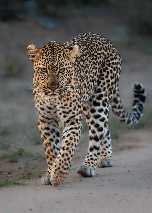 Günün Sesi (Leopar) metal tablo