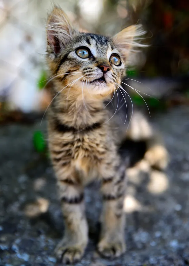 Dik Duruşlu Kedi metal tablo